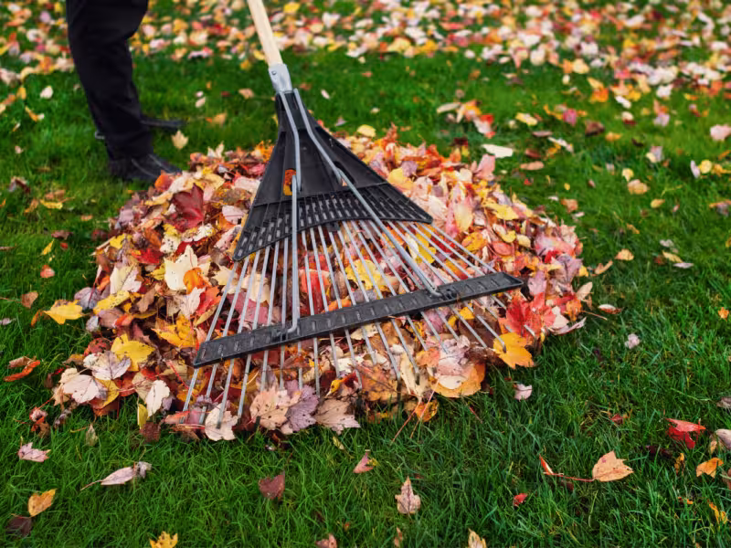 Spring/fall Clean up