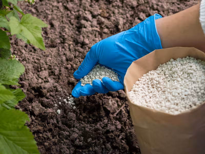 Weeding and Fertilizing